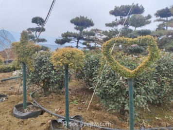 綠化苗木種植怎樣養(yǎng)護？
