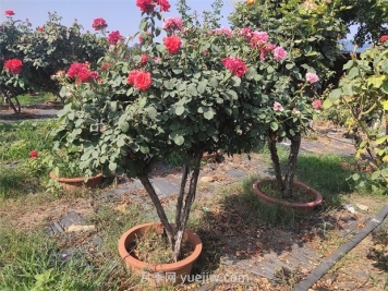 夏季暴雨苗圃里的綠化苗木該怎樣預防洪澇災害？