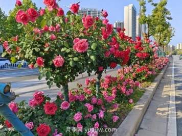 園林植物種植設(shè)計(jì)的原則是什么？