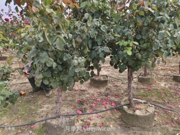 苗木栽植養(yǎng)護(hù)注意事項(xiàng)