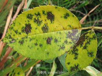 秋季園林苗木病蟲(chóng)害防治知識(shí)，月季有黑斑病