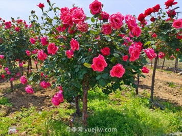 苗木專業(yè)術(shù)語，你知道多少？