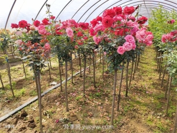 影響綠化月季苗木價(jià)格因素