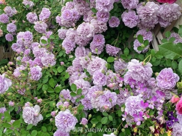 藍(lán)色陰雨月季，花開(kāi)如瀑的藍(lán)紫色爬藤