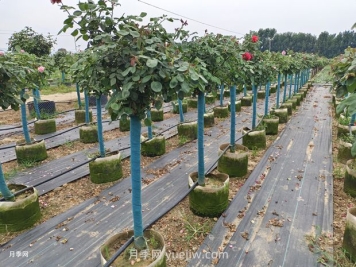 綠籬和苗圃除草那么難，怎么做才能事半功半？