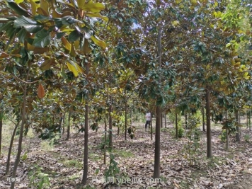 廣玉蘭樹苗種植方法，怎么澆水和養(yǎng)護技巧