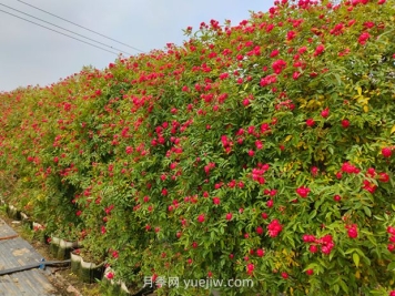 如何栽培讓薔薇花開更盛？
