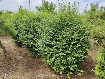 小葉女貞栽植都需要做什么？