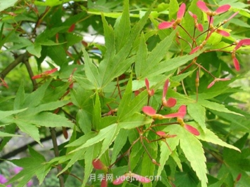 雞爪槭和紅楓的區(qū)別，四大不同之處