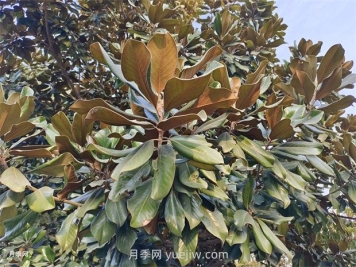 廣玉蘭是常綠樹還是落葉樹？