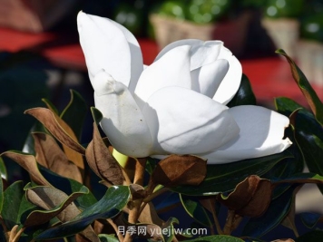 南召玉蘭之鄉(xiāng)，廣玉蘭的花季之美