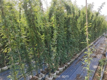 薔薇花一年開幾次花？只有一次