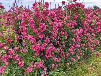 薔薇和月季哪個(gè)比較好養(yǎng)？