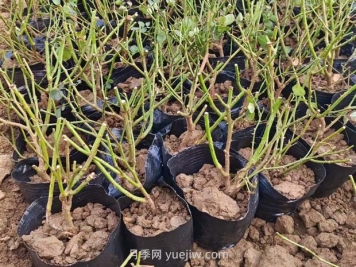 如何種植薔薇小苗？
