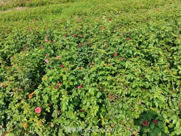 薔薇種子什么時候播種好？