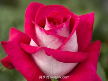 優(yōu)雅的莫妮卡貝魯奇月季