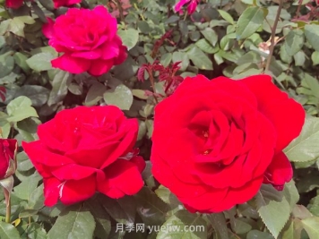 夏季什么草花比較好？推薦36種比較好種的花草植物