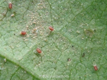 夏季月季高發(fā)的紅蜘蛛怎么有效預(yù)防？