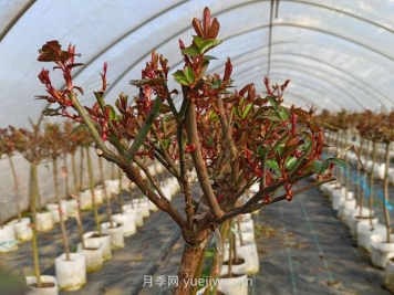 什么季節(jié)適合修剪月季花的枝條？