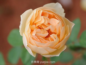 無名的裘德月季的優(yōu)缺點(diǎn)是什么？