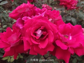 愛月季的優(yōu)缺點(diǎn)是什么？