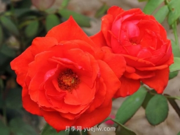 香云月季的優(yōu)缺點(diǎn)是什么？