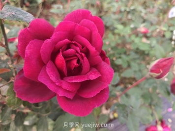 紫荷月季的優(yōu)缺點(diǎn)是什么？