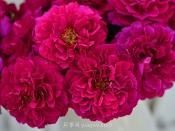 暮光之城月季的優(yōu)缺點(diǎn)是什么？