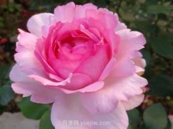 伊芙貴族香水月季的優(yōu)缺點(diǎn)是什么？