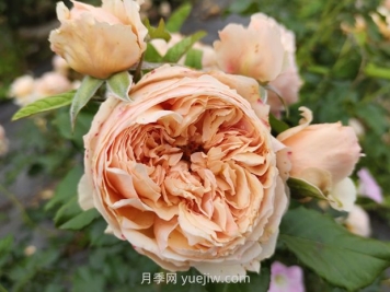 耐熱品種哪款強(qiáng)？?jī)蓮V花友強(qiáng)烈推薦3款月季