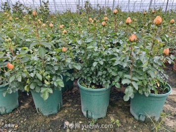 夏季月季管理做好這5點(diǎn)，長勢(shì)旺盛，秋花更美