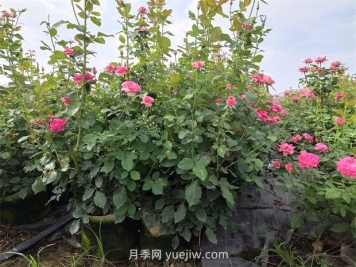 六月份月季花這樣養(yǎng)，下半年才能開的更旺