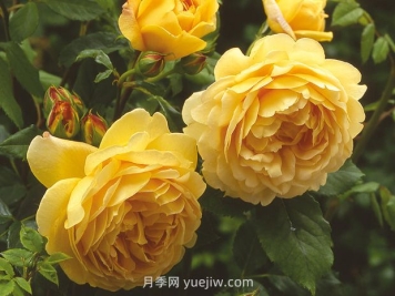 黃金慶典月季的優(yōu)缺點是什么？