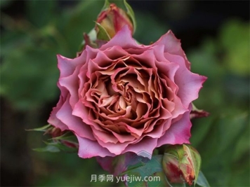 英倫節(jié)拍月季的優(yōu)缺點(diǎn)是什么？