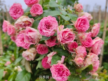 胭脂扣月季花的優(yōu)缺點是什么？