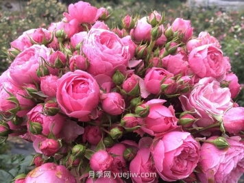 艾拉絨球月季的優(yōu)缺點是什么？