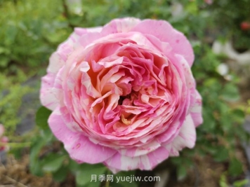 克勞德莫奈月季的優(yōu)缺點(diǎn)是什么？