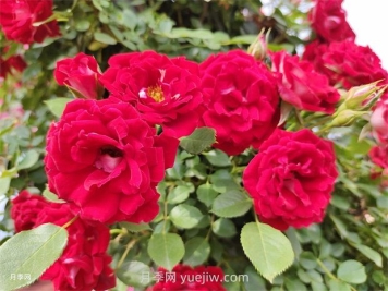 夏令營(yíng)月季的優(yōu)缺點(diǎn)是什么？
