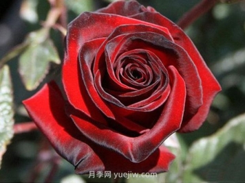 黑魔術月季的優(yōu)缺點是什么？