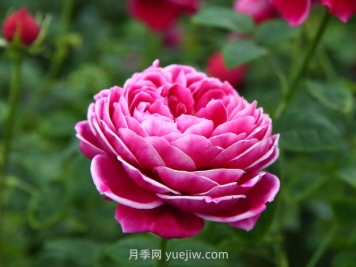 日本瑪麗玫瑰月季的優(yōu)缺點是什么？