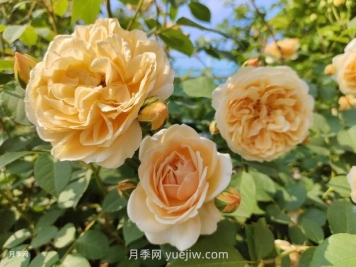 瑪格麗特王妃月季的優(yōu)缺點是什么？
