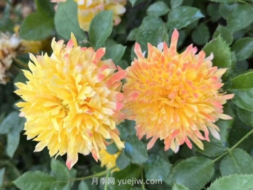 煙花波浪月季的優(yōu)缺點是什么？