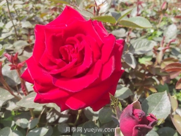 卡羅拉月季的優(yōu)缺點是什么？