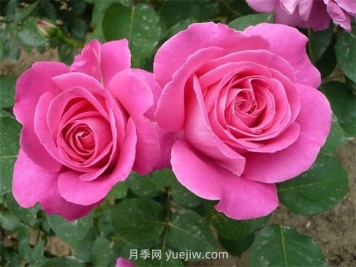 用懶人花盆養(yǎng)花的優(yōu)缺點有哪些？