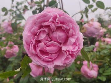 粉嫩可愛的自由精神月季優(yōu)缺點(diǎn)有什么？