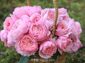 美咲月季的優(yōu)缺點(diǎn)是什么？
