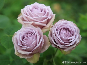 紫丁香月季的優(yōu)缺點是什么？
