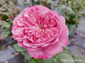 凱麗月季的優(yōu)缺點(diǎn)是什么？