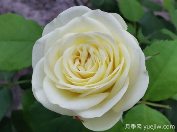 奶油龍沙寶石月季的優(yōu)缺點(diǎn)是什么？