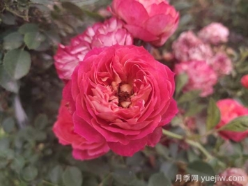 藤寶貝月季是大藤本嗎，藤寶貝有什么優(yōu)缺點(diǎn)？